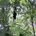 Costa Rica Cahuita-Capucijnerapen (1)