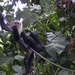Costa Rica Cahuita-Capucijnerapen