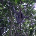 Costa Rica Cahuita-luiaards (1)