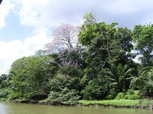 Costa Rica CanoNegro (3)