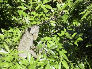 Costa Rica dieren (11)