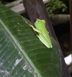 Costa Rica dieren (2)
