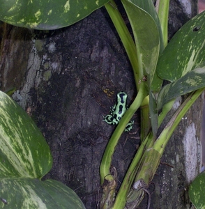 Costa Rica dieren (6)
