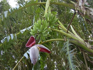 Costa Rica bananen