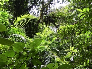 Costa Rica Monteverde (10)