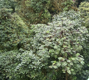 Costa Rica Monteverde (11)