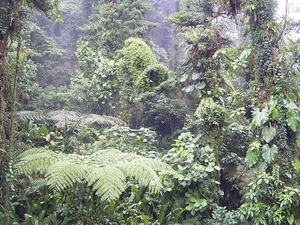 Costa Rica Monteverde (13)