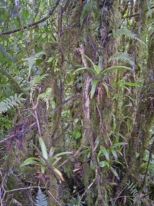 Costa Rica Monteverde (14)