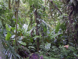 Costa Rica Monteverde (16)