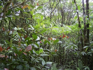 Costa Rica Monteverde (17)