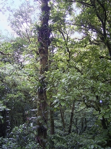 Costa Rica Monteverde (20)