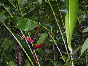 Costa Rica Monteverde (21)