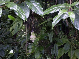 Costa Rica Monteverde (22)