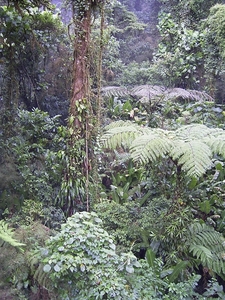 Costa Rica Monteverde (25)