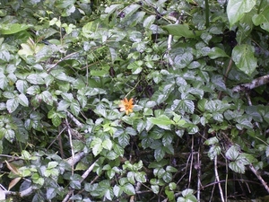 Costa Rica Monteverde (26)