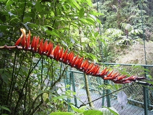 Costa Rica Monteverde (27)