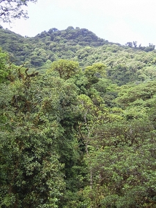 Costa Rica Monteverde (6)