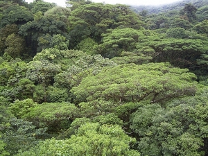 Costa Rica Monteverde (8)