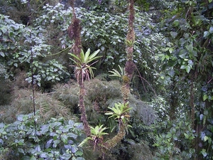 Costa Rica Monteverde (9)