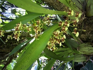 Costa Rica Orchideen (1)