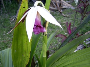 Costa Rica Orchideen (10)