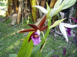 Costa Rica Orchideen (12)