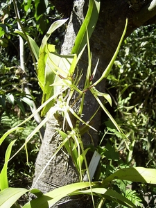 Costa Rica Orchideen (2)