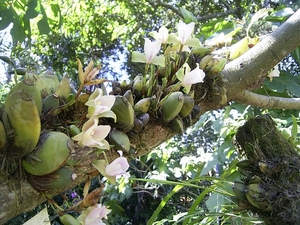 Costa Rica Orchideen (4)