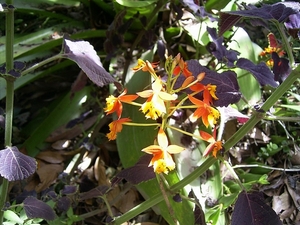 Costa Rica Orchideen (5)