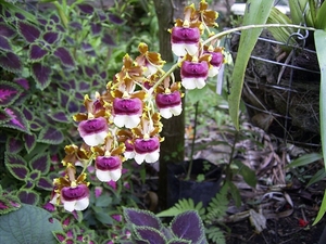 Costa Rica Orchideen (7)