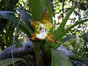 Costa Rica Orchideen (8)