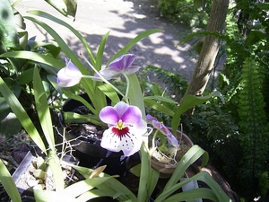 Costa Rica Orchideen