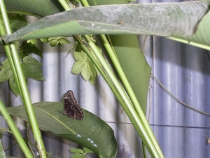 Costa Rica vlindertuin (2)