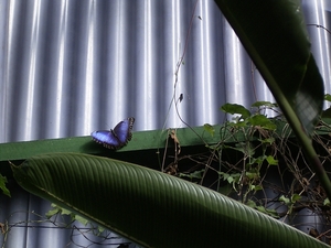 Costa Rica vlindertuin (3)