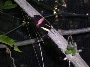 Costa Rica vlindertuin (4)