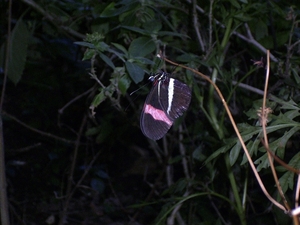 Costa Rica vlindertuin (5)