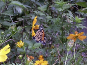 Costa Rica vlindertuin (7)