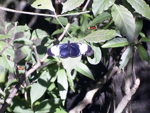 Costa Rica vlindertuin (8)