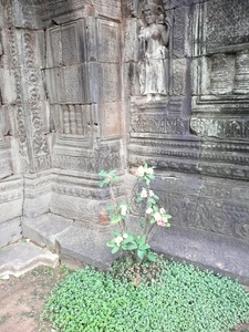 tempel Ta Prohm (3)