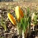 crocus geel