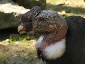 Andes Condor - Vultur gryphus