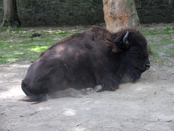Bizons - Bison bison