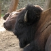 Bizons - Bison bison (1)