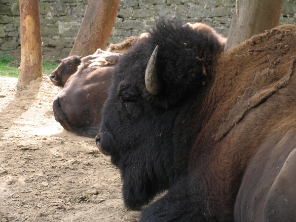 Bizons - Bison bison (1)