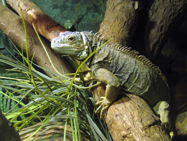 Groene Leguaan - Iguana iguana