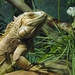 Groene Leguaan - Iguana iguana (1)