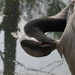Jufferkraanvogel - Anthropoides vigro (1)