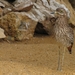Kaapse griel  - Burhinus capensis