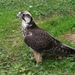 Prairievalk  - Falco mexicanus