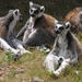 Ringstaart maki - Lemur catta